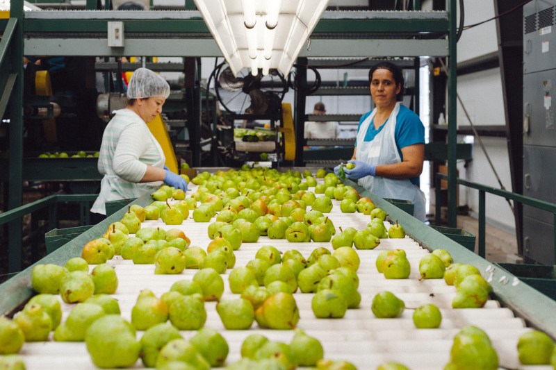 Workers sort pears at the Rivermaid Trading Company packing shed in Lodi.