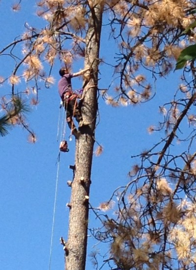 A climber cuts off all the dead branches before the dead Ponderosa pine is felled.