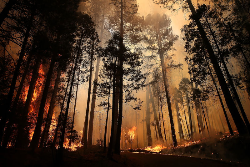 Wildfires release greenhouse gas emissions into the air. 