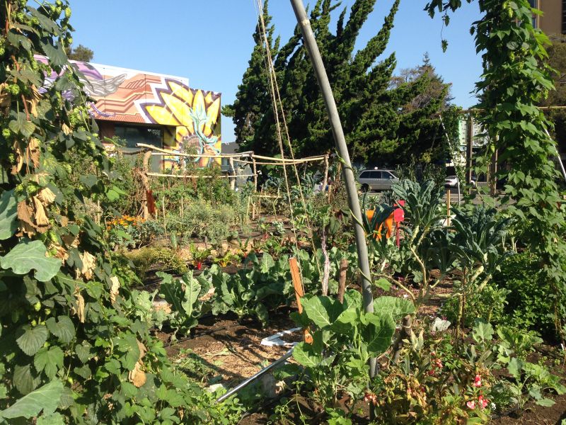 People's Grocery has offered West Oakland food justice programs, including this community garden. Ahmadi says the next obvious step, to him, was to open a full-service grocery store.