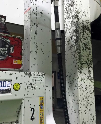 Insects swarm a Shell station in the desert town of Pearsonville, southwestern Inyo County. The insects have been identified as a variety of seed bug.