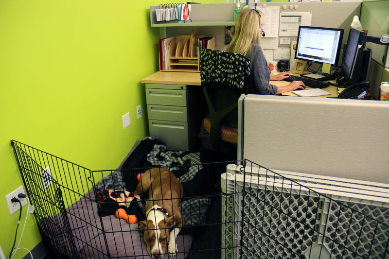 At the San Francisco SPCA's client contact center, operators field calls from owners facing pet surrender.