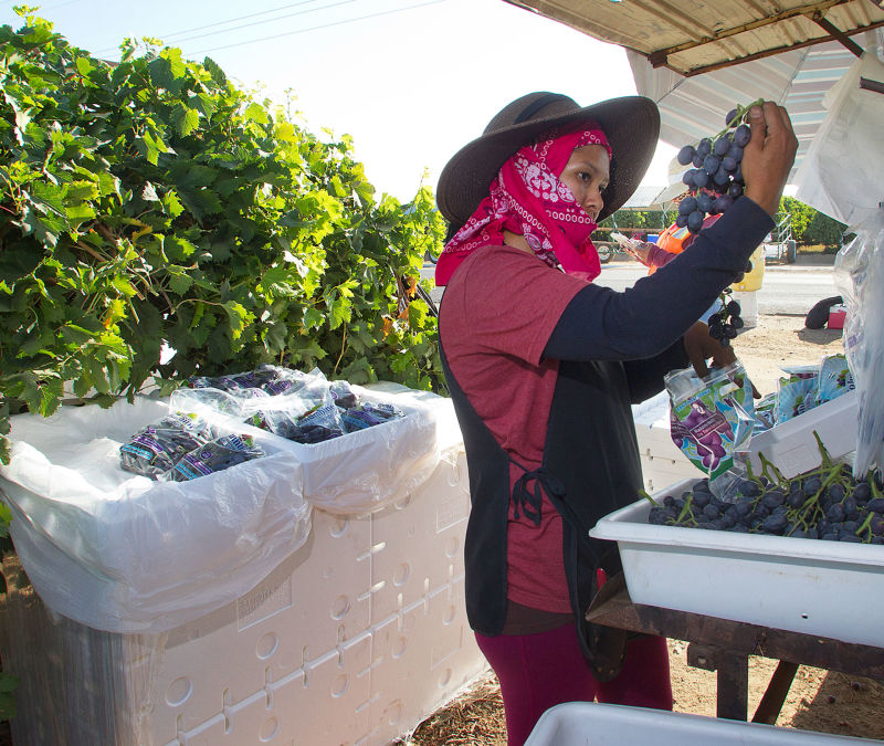 Under a shade from the hot August sun, Josefina Zarate packs grapes in a vineyard southeast of Delano. Grapes are still a top commodity in Kern County.