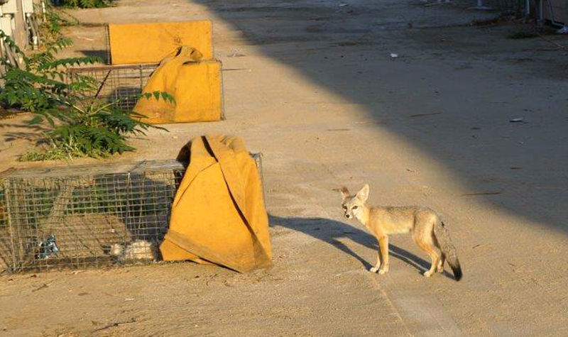 A kit fox sniffs a trap after being released. She was treated on-site with a topical insecticide for mange.