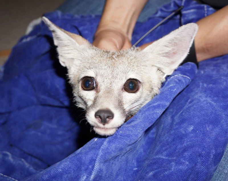 This male kit fox was hospitalized for four weeks at the California Living Museum. This photo was taken before he was released.