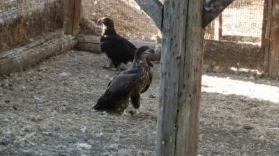 Starving, adolescent golden and bald eagles were rescued by concerned citizens and brought to Critter Creek Wildlife Station. They'll be released to the wild soon. 