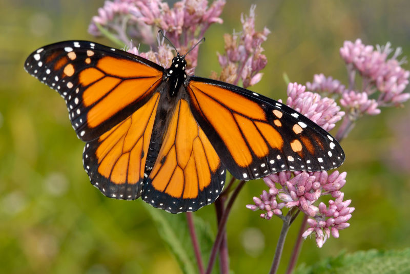 A monarch butterfly lands on a kind of milkweed native to California.