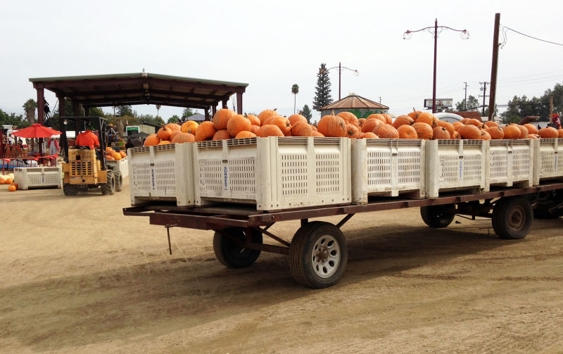 Alan Changala's Pumpkin Patch and Ranch in Porterville had a bumper crop this year. His 175,000 pumpkins are enough to sell to needy pumpkin patches in Southern California.