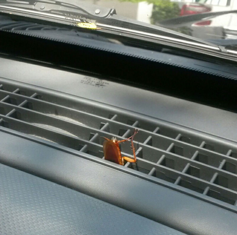 Reporter Tena Rubio was greeted by this not-so-little fella stuck in her car in Pasadena.