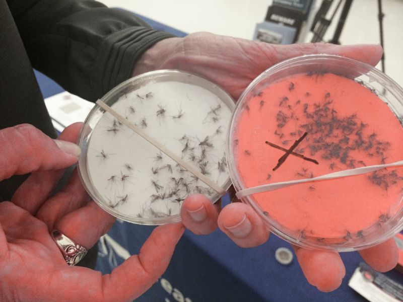 The petri dish on the right holds samples of the Asian Tiger mosquito.