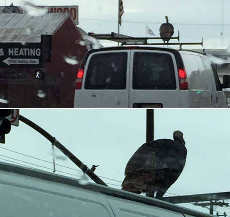 KQED's Carly Severn spotted this fella in Berkeley while on her way to work, adding a whole new dynamic to casual carpooling.