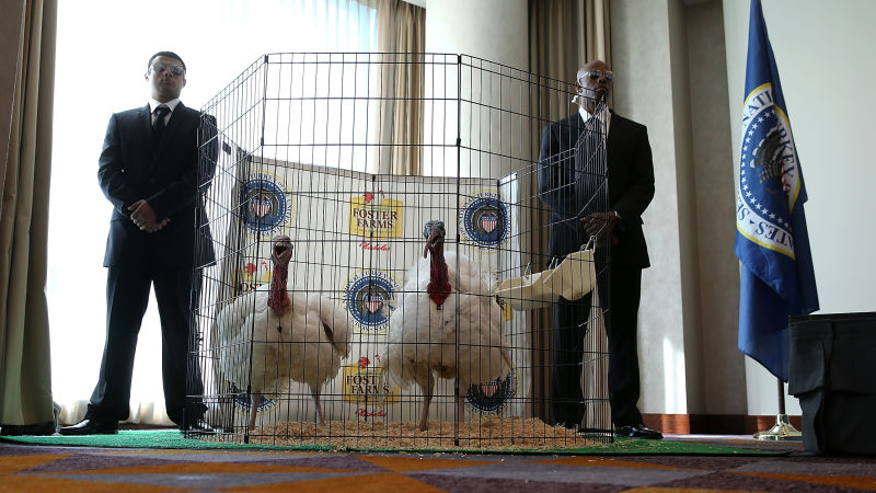 Men dressed as Secret Service agents stand guard next to Tom One and Tom Two, this year's turkey and alternate. Both are from an industrial turkey farm in Modesto.