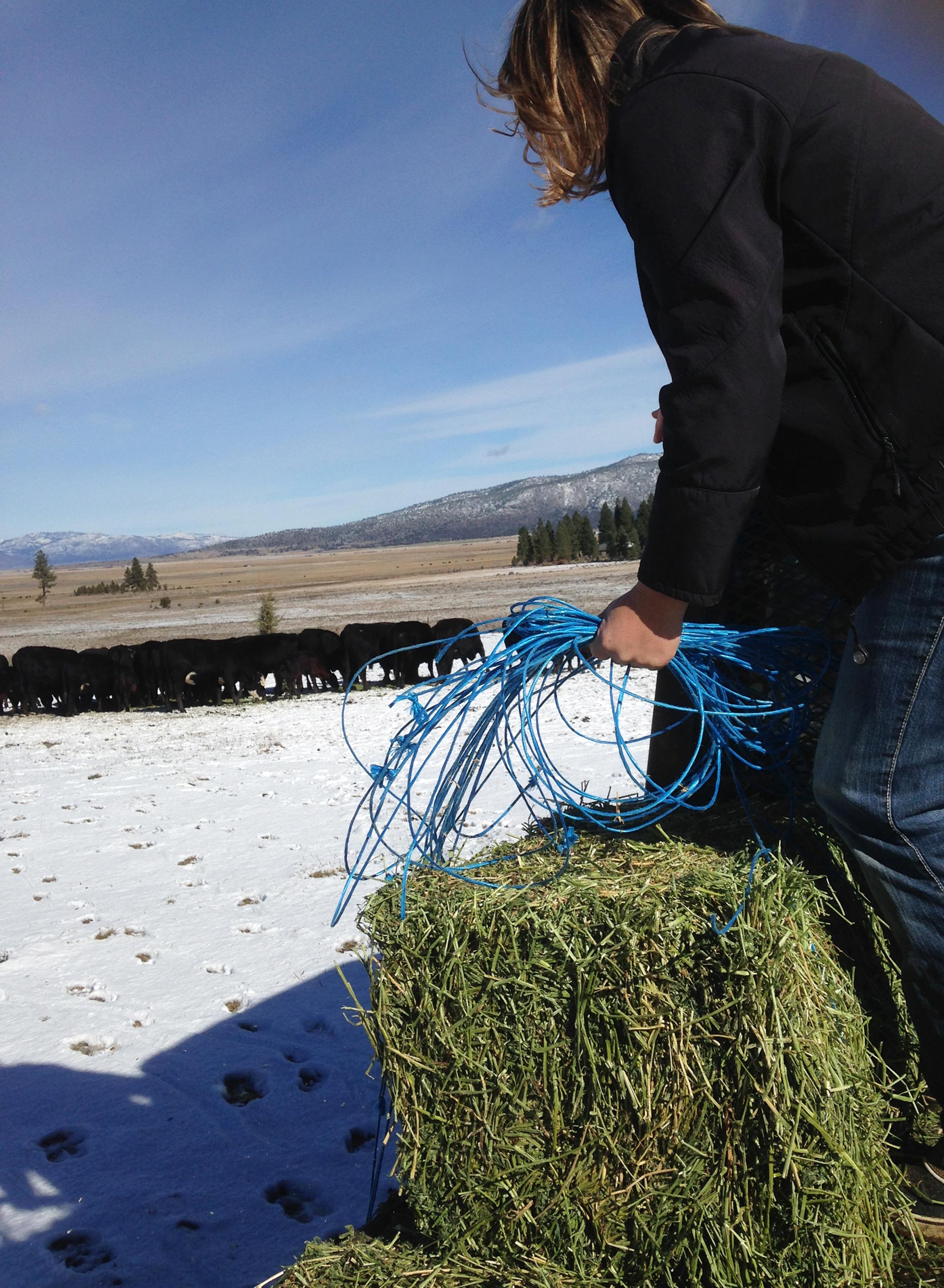 Annie Tipton feeds hay to her family's cattle from the back of a pick-up.