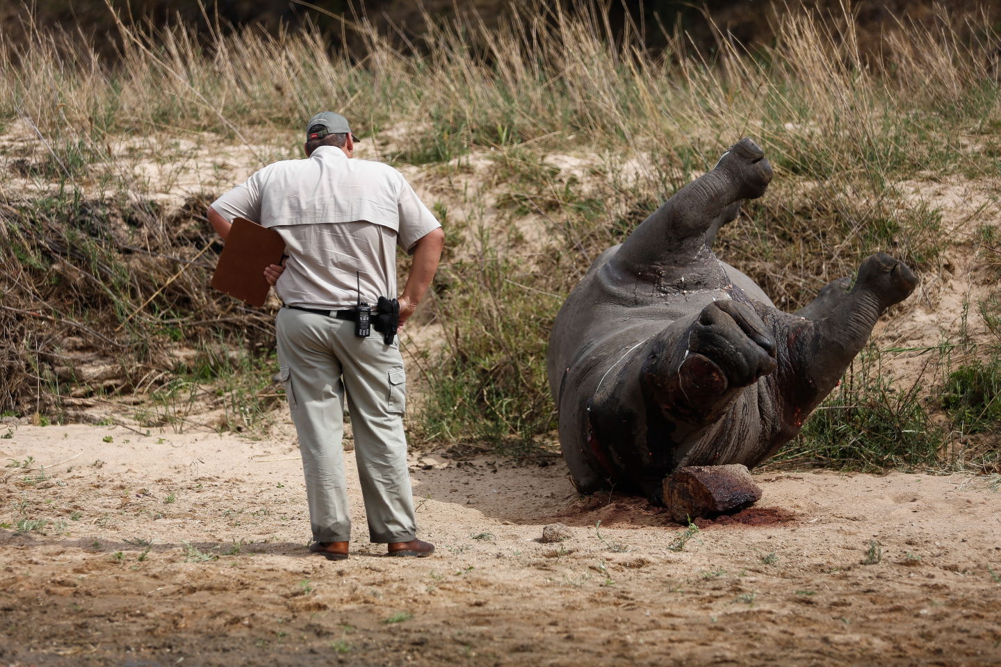 Crime scene investigator examines a poached rhino carcass in September 2014 in the Kruger National Park, South Africa. 