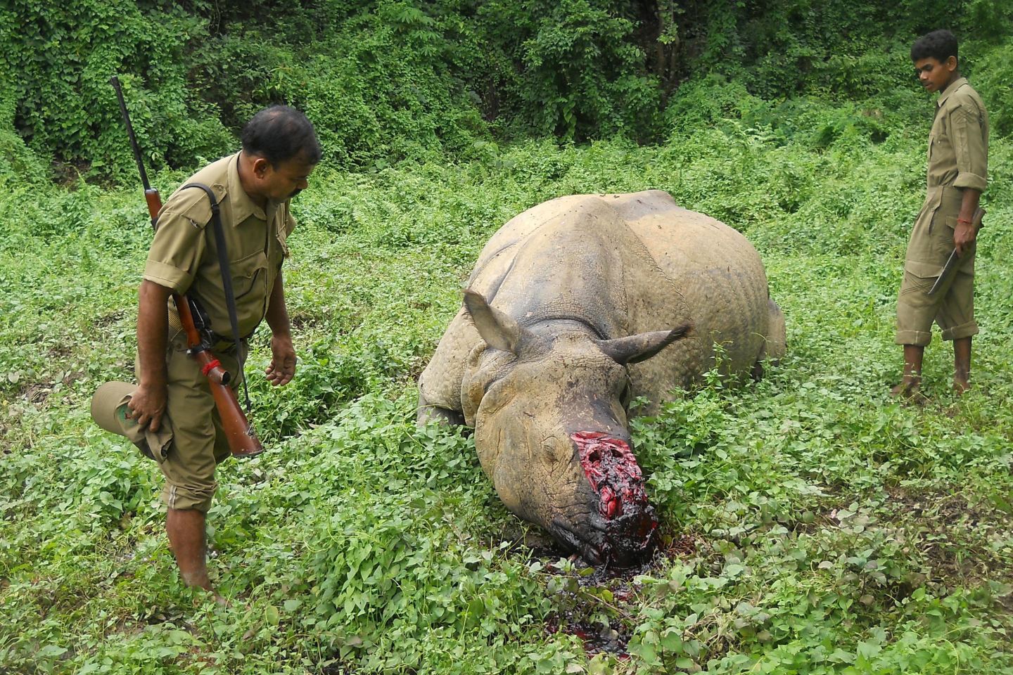 Indian forestry officials stand near the carcass of a one-horned rhinoceros which was killed and de-horned by poachers in Burapahar, a range of the Kaziranga National Park, in June 2015.