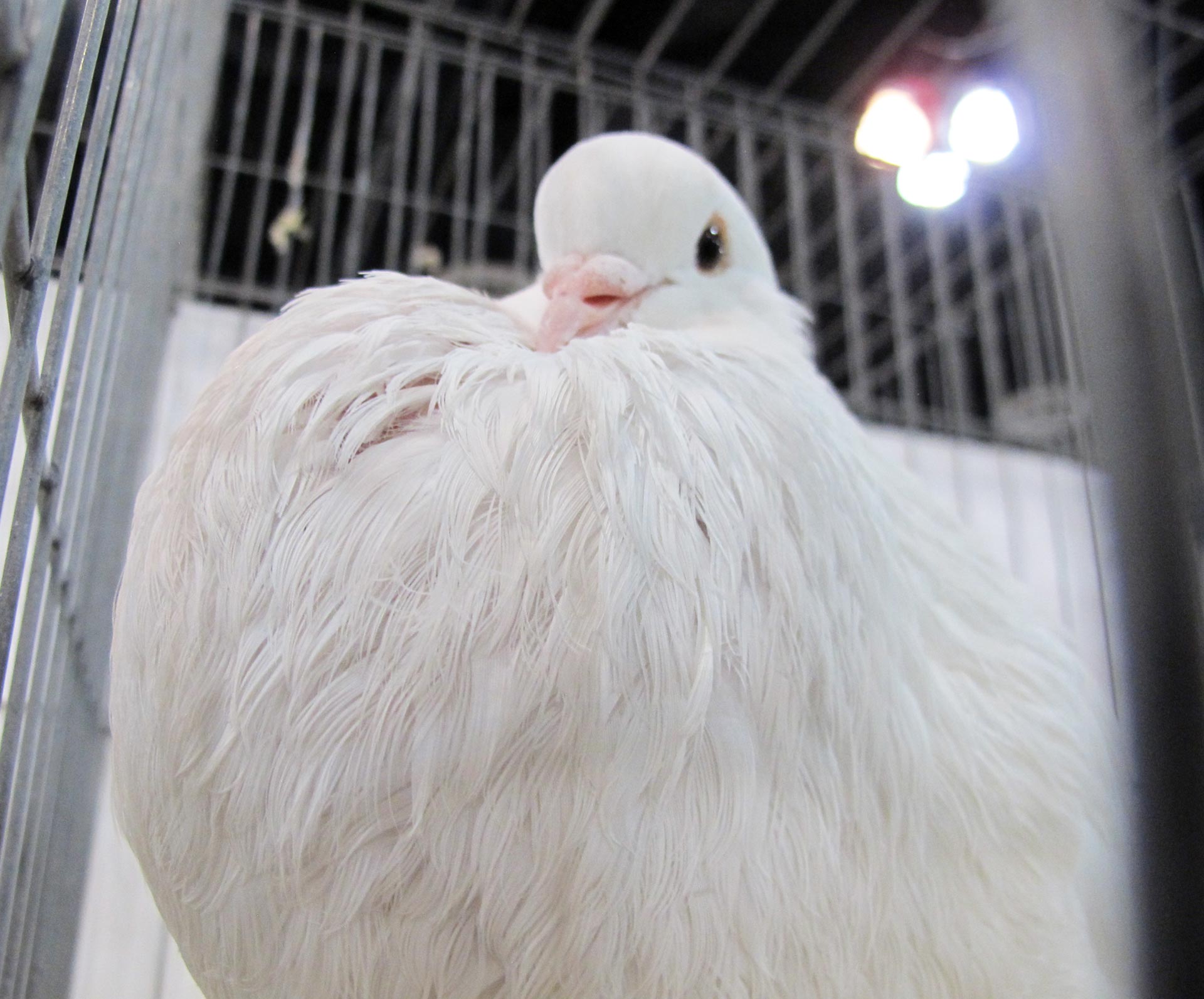 A white Pomeranian pouter puffs up inside its cage at the 2015 Pageant of the Pigeons in Ontario.