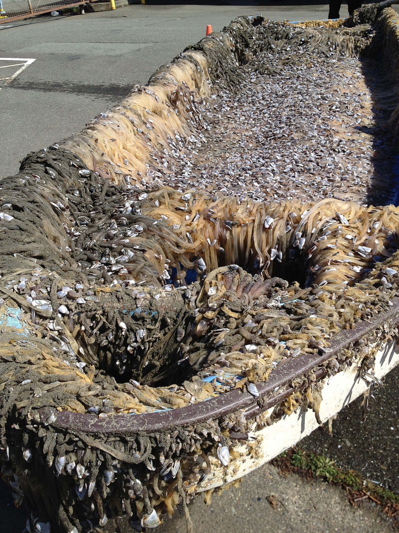 When the boat arrived in Crescent City it was covered in Gooseneck barnacles. 