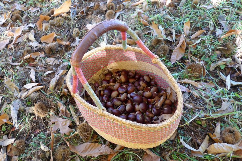 Amigo Bob and his partners believe these chestnuts come from a Marron de Lyon tree, originally from France. They're working with the University of Pennsylvania to test its DNA.