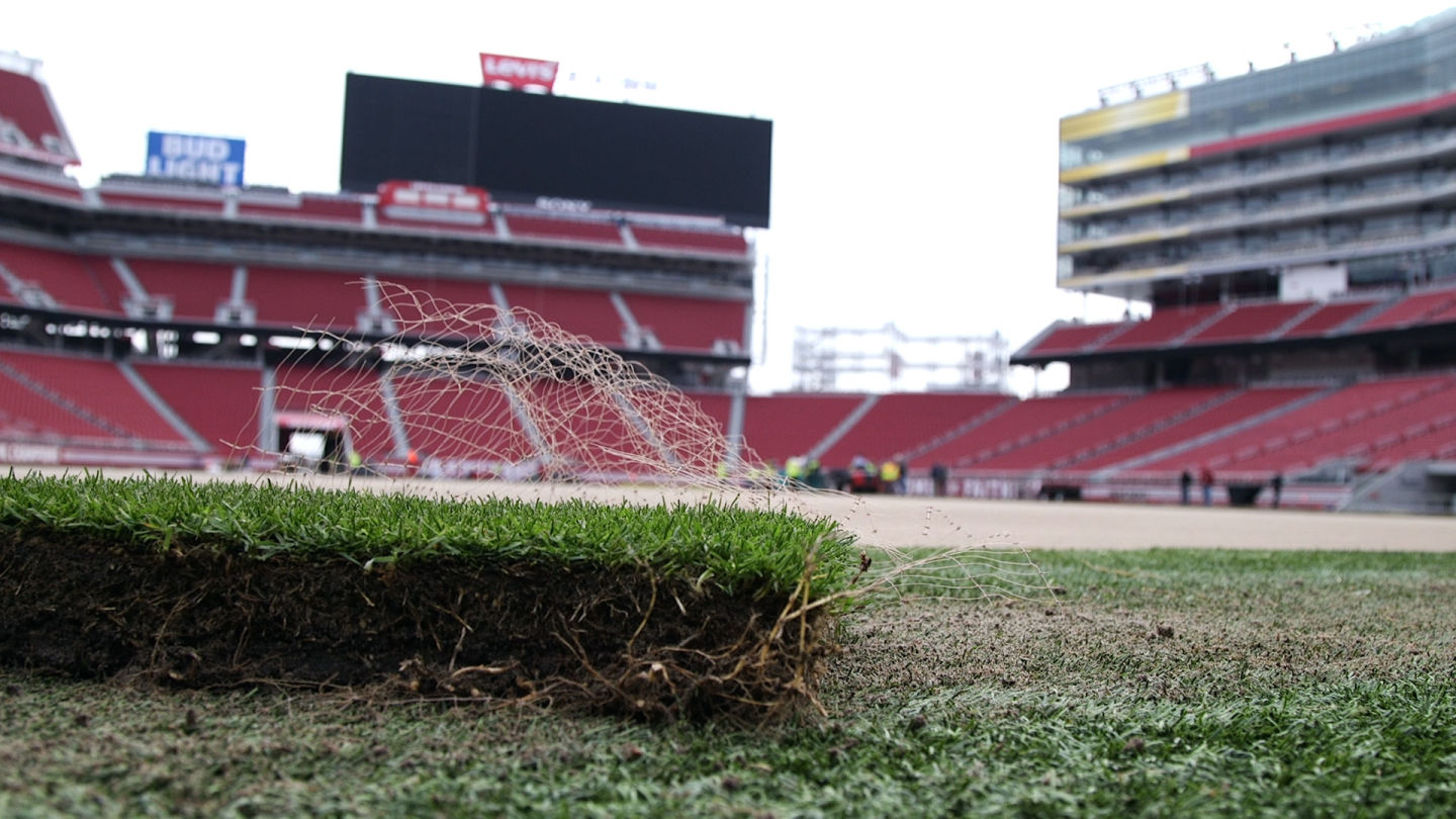 The lush Super Bowl sod is grown on top of plastic making for stronger roots.