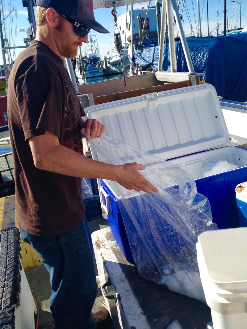 Don Marshall has been selling fish off his boat in Half Moon Bay to make ends meet. These fish only bring him 3 to 4 percent of what he usually makes on crab.