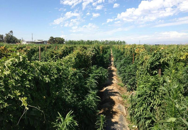 Around 20,000 mature cannabis plants were found at this marijuana grow in 2013 in Fresno County.