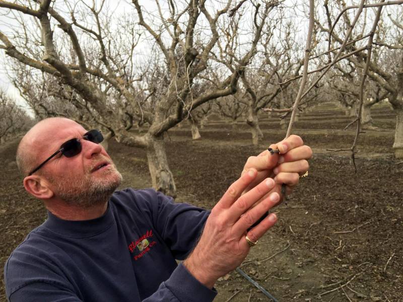 Central Valley pistachio grower Brian Blackwell.