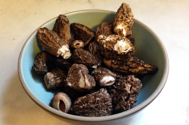 It’s easy to mistake tiny burnt stumps or rocks for the long, cone-shaped textured caps of morels.