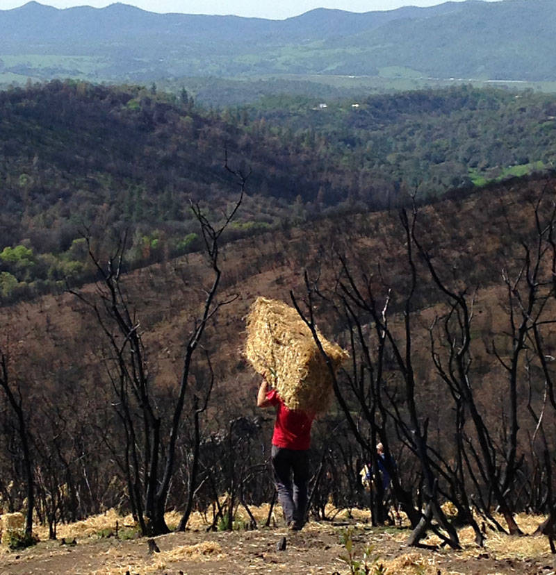 Volunteers with CalaverasGROWN spread straw on scorched hills for erosion control.