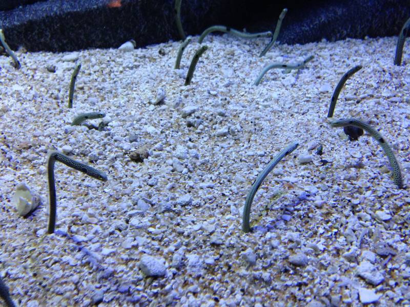 These garden eels resemble long bendable straws, attached to individidual burrow. They retreat to their subterranean dwellings when night comes or when they get skittish.