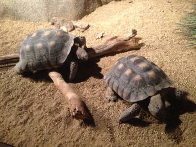 two desert tortoises, on loan to the Monterey Bay Aquarium from the San Diego Zoo, are about 11 years old. They grow slowly and can live up to 80 years in the wild.