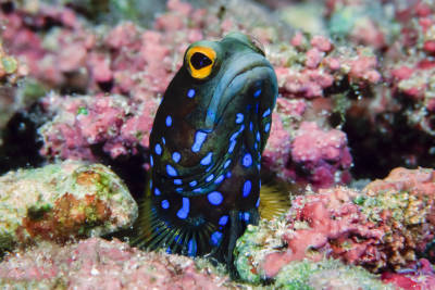 The bluespotted jawfish seems perpetually restless. It is continually digging, building and remodeling its den, relying on its mouth to shovel and arrange sand and pieces of coral.