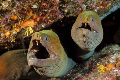 Green moray eels live inside rocky crevices and hunt at night, using their sense of smell to locate prey.