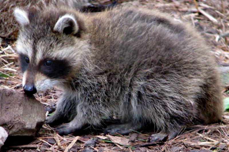 A young raccoon.