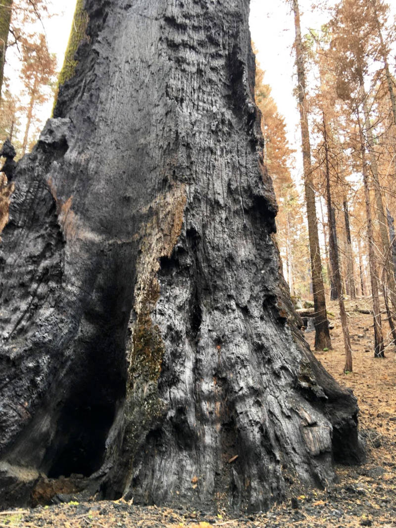The Rough Fire tore through 8,888 aces of giant sequoia groves.