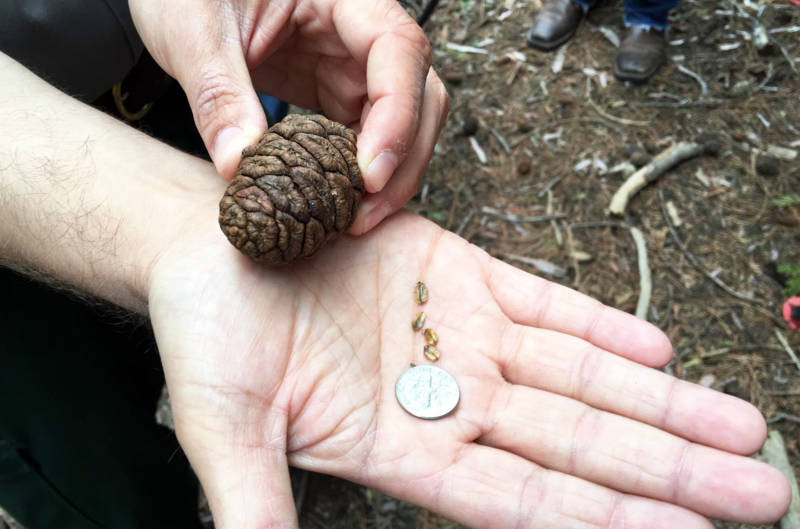 Giant sequoia seeds are released from their cones when fire burns them -- and they look a little like oatmeal.