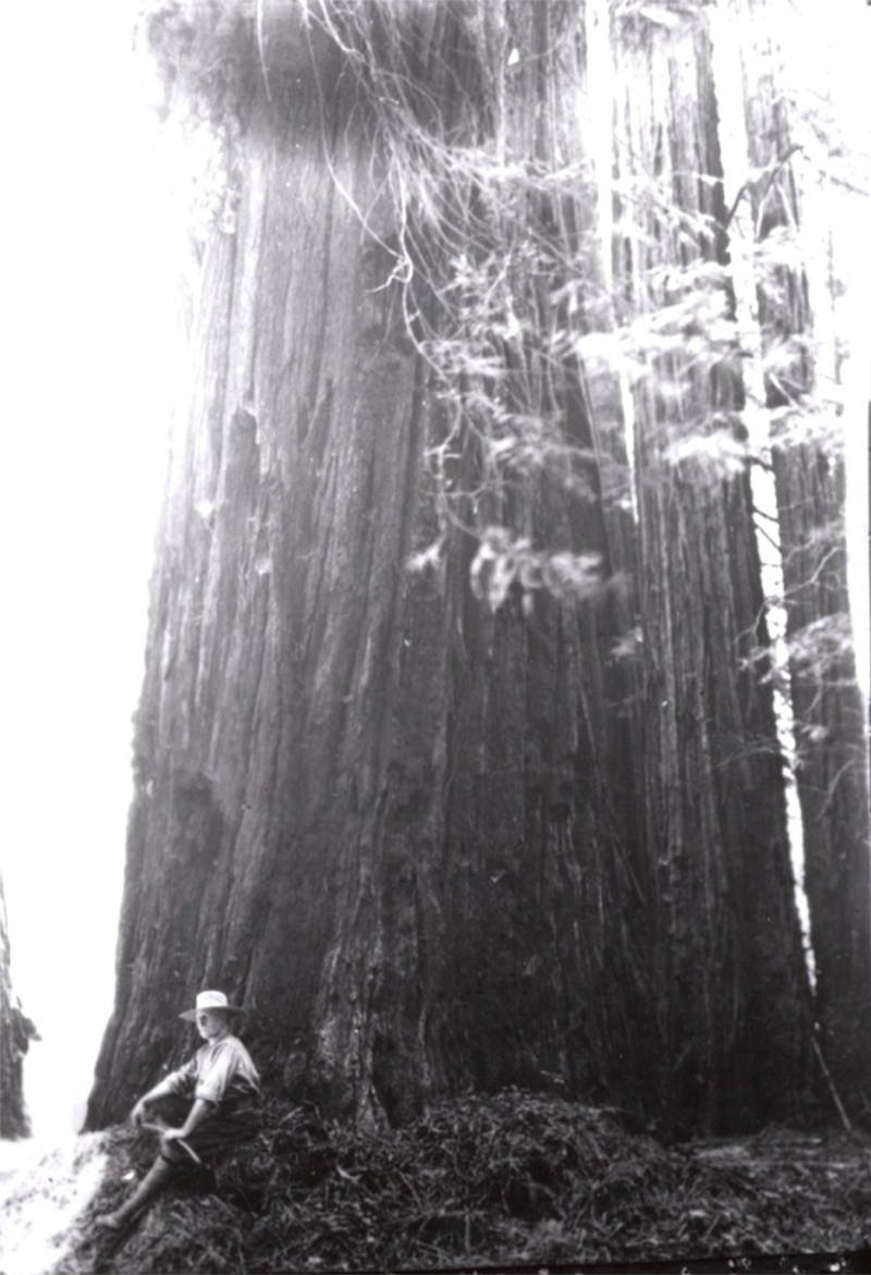 Charles Kellogg travelled around the country telling people about the mighty trees of California.