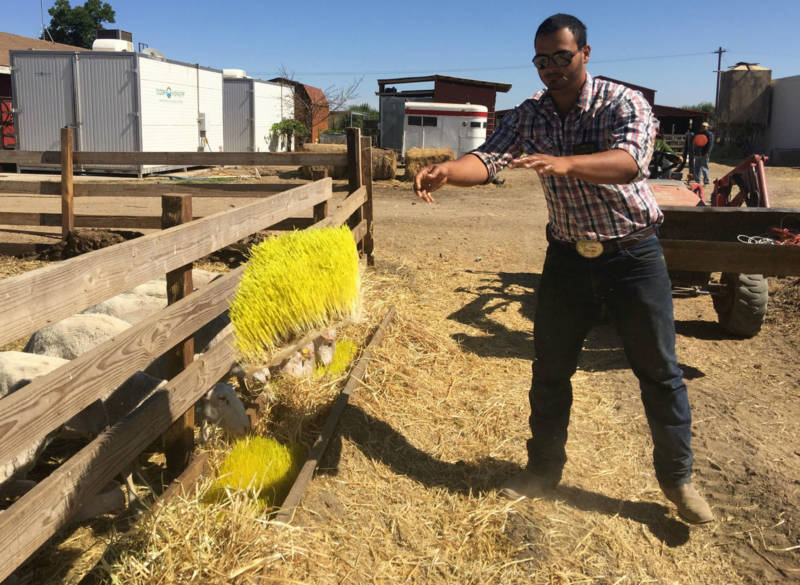Usually Jose Quiñonez feeds the sheep a blend of oats, hay and sprouts. But today he's feeding sprouts alone.