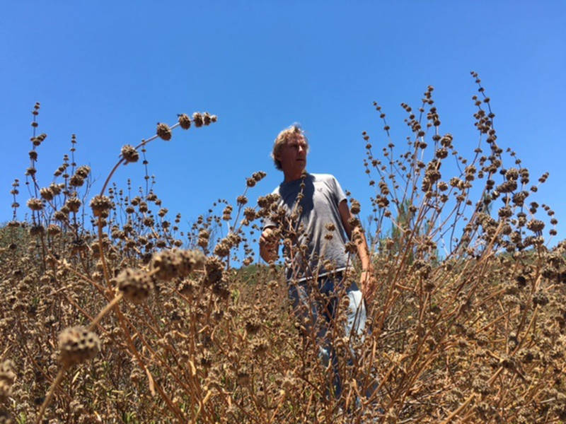 Rick Halsey researches the benefits of chaparral ecosystems and the threats facing these plant communities.