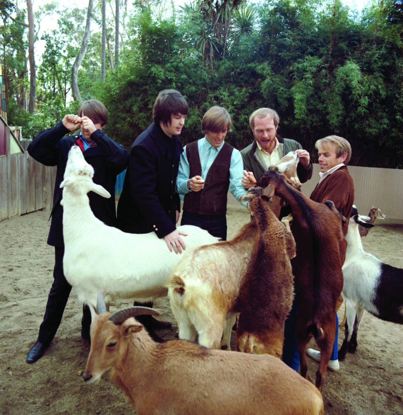 Brian Wilson pets the goat that tormented Al Jardine, pictured far right.