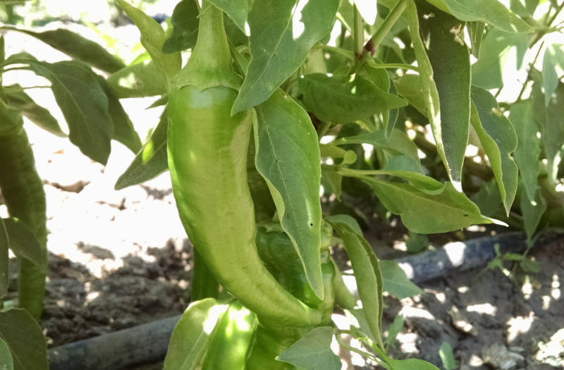 A green berbere pepper in Menkir Tamrat's farm.