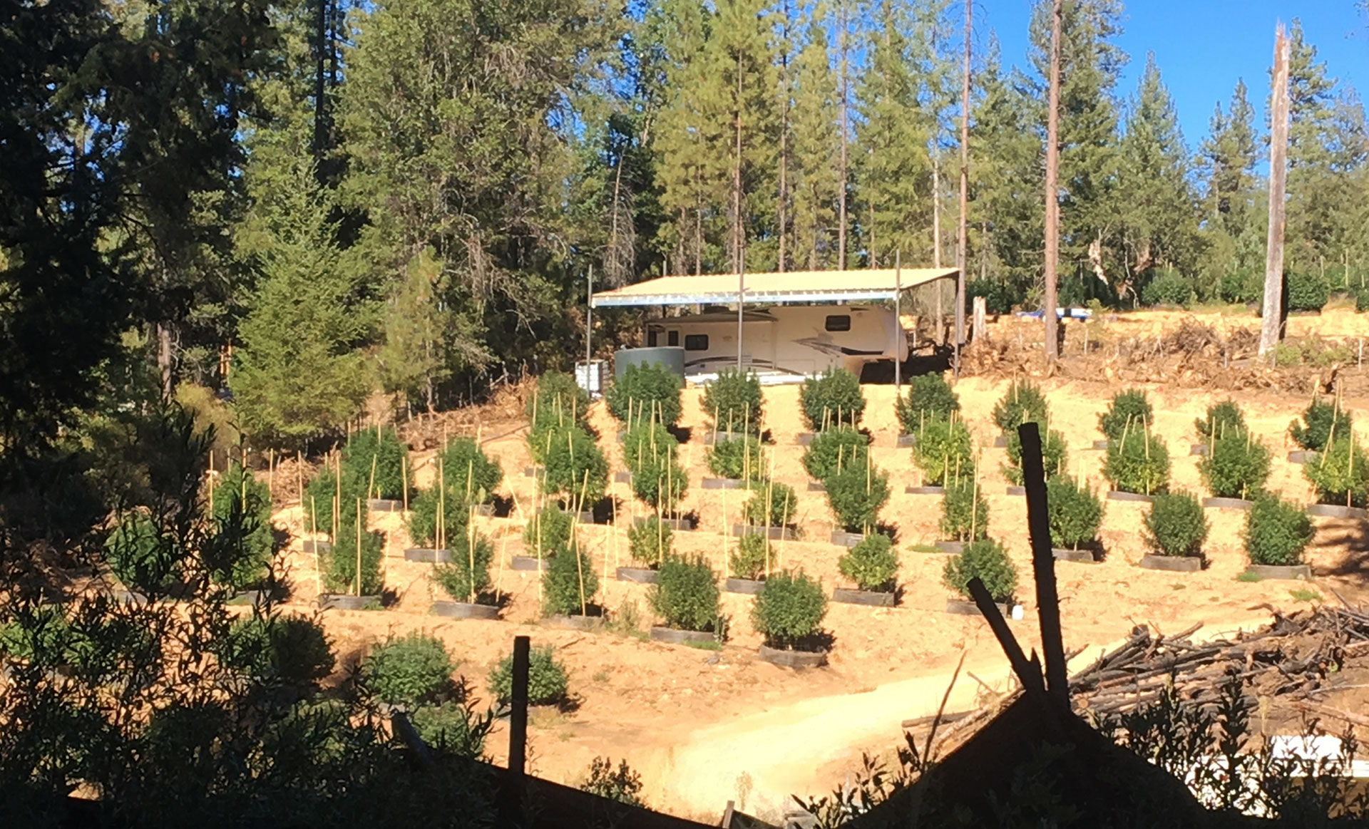 Hundreds of medical marijuana growers have set up operations in the private lots of Trinity Pines. 