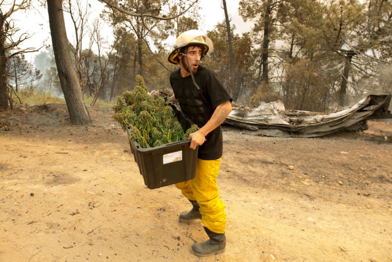 Anthony Lopez removes what's left of his marijuana crop as the Loma Fire approaches his neighborhood in the Santa Cruz Mountains on September 27, 2016.