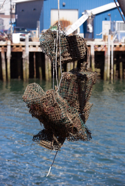 World Animal Protection and the Gulf of Maine Lobster Foundation, in partnership with local fishermen, removed ghost fishing gear off the coast of Portland, Maine.