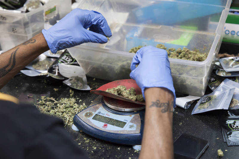 Cannabis buds are chosen and weighed by hand.
