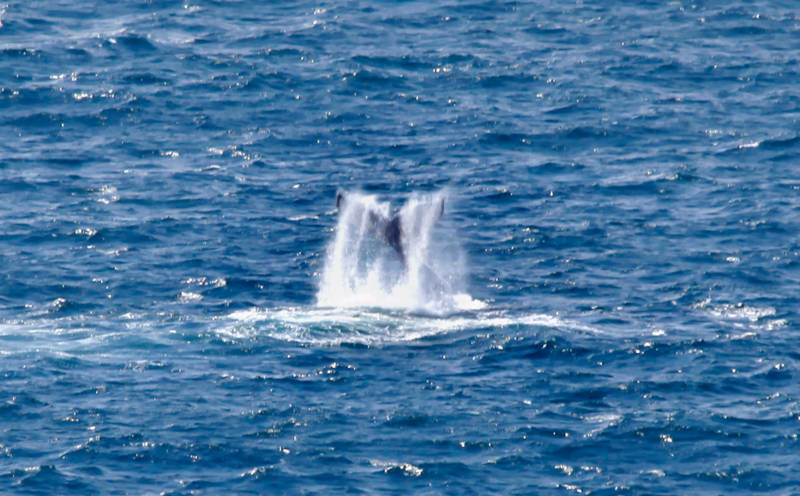 A whale's fluke, visible from the Devil's Slide trail.