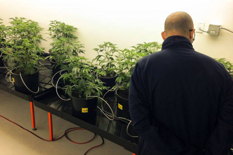 Marijuana cultivator David Holmes in the grow room at Pegasus Nevada in Las Vegas. 