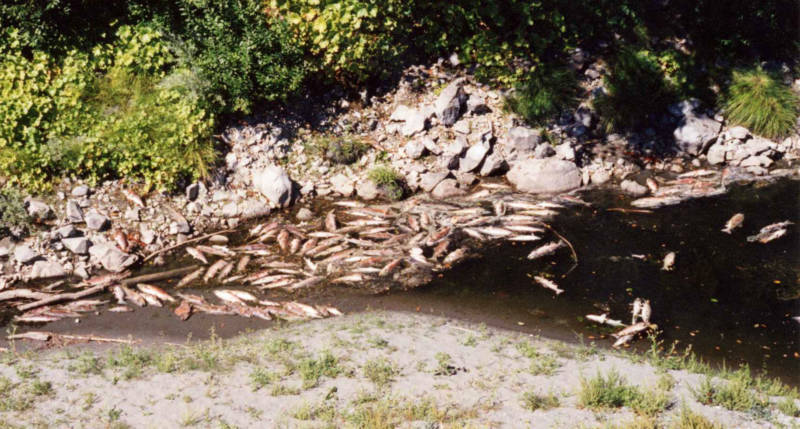 Tens of thousands of salmon were killed on the Klamath in 2002 when water deliveries to farmers resulted in deadly low flows downriver.
