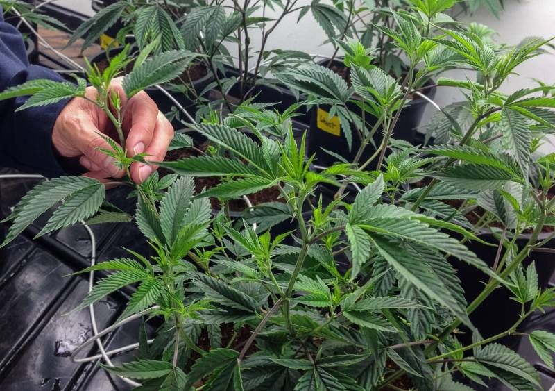 Marijuana 'mother' plants at Pegasus Nevada in Las Vegas