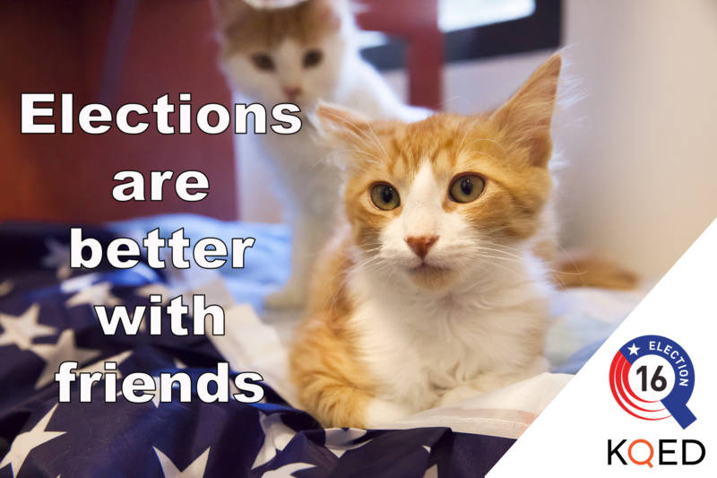 Animals Offer Election Relief
