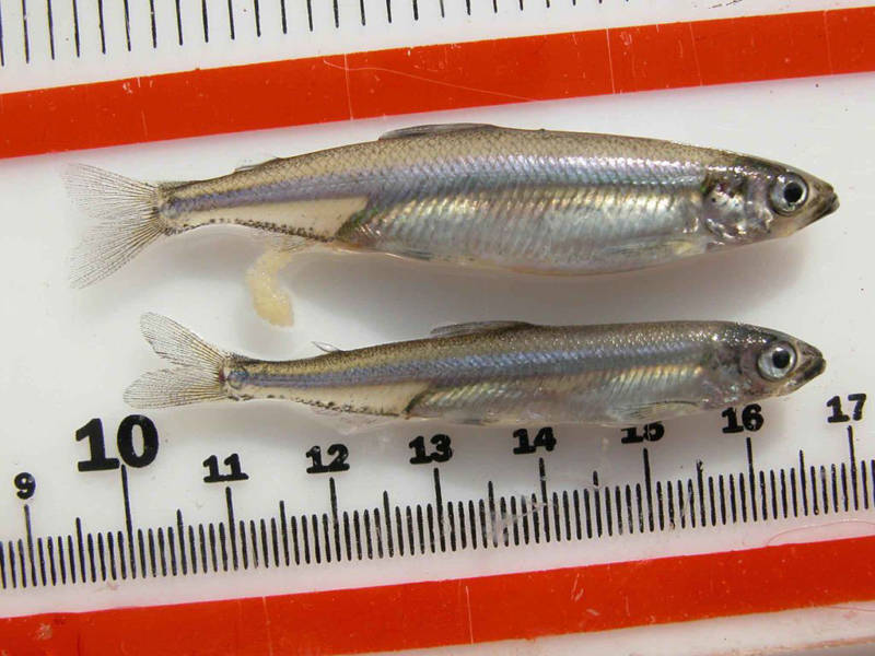 The tiny, endangered Delta Smelt is vanishing -- a consequence of an over-tapped estuary.